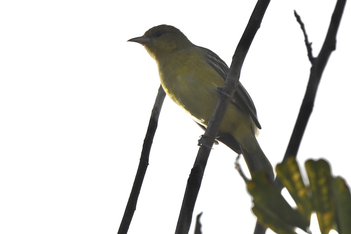 Orchard Oriole - ML646884678