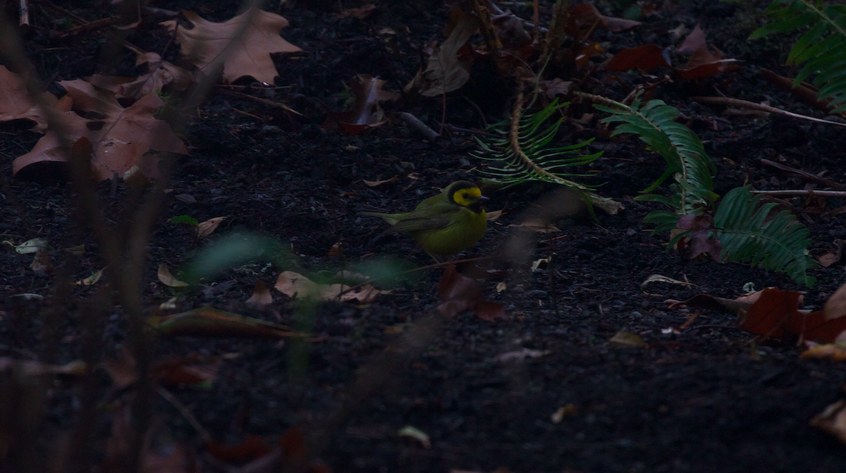 hetteparula - ML646884679