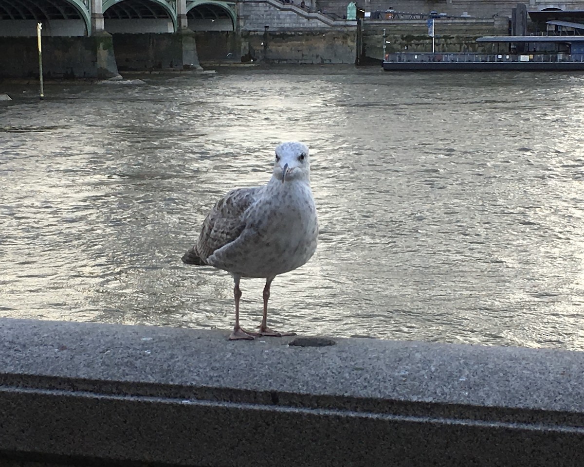 ub. måke (Larinae sp.) - ML646884683