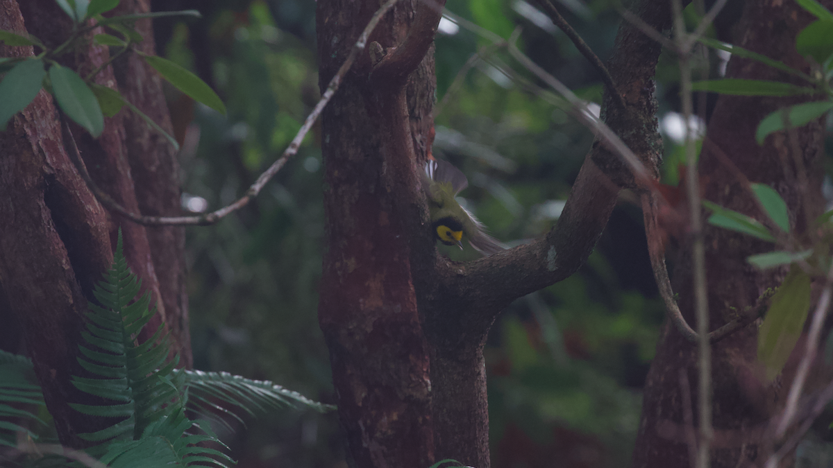 hetteparula - ML646884684