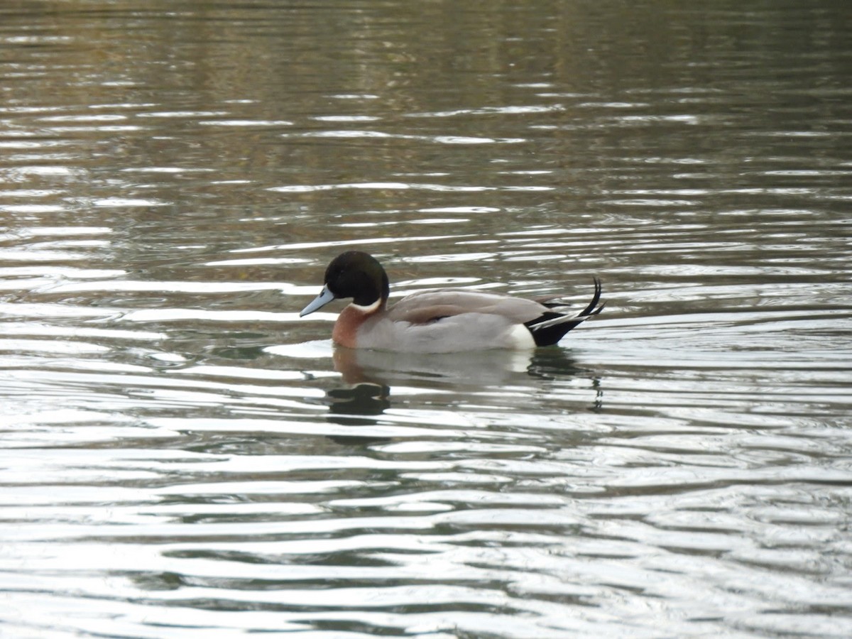 Крижень звичайний х шилохвіст північний - ML646884704