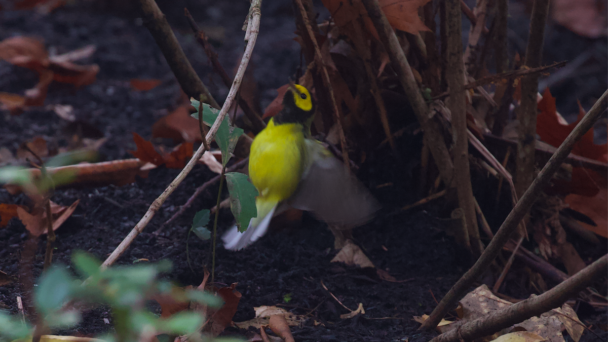 hetteparula - ML646884706