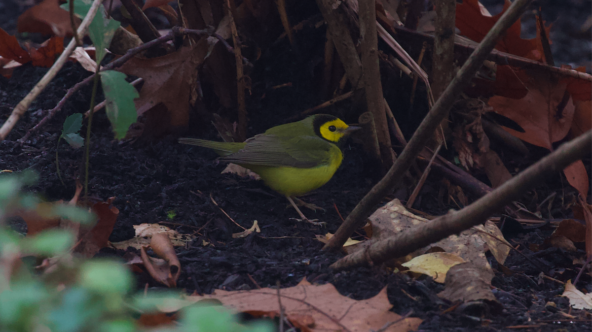 hetteparula - ML646884707