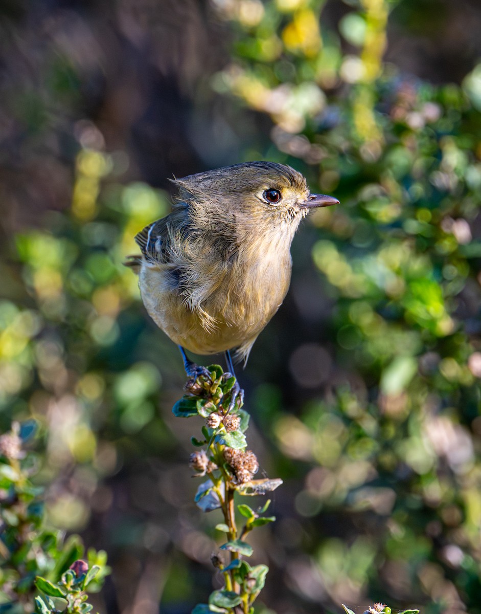 Короткоклювый виреон - ML646884708