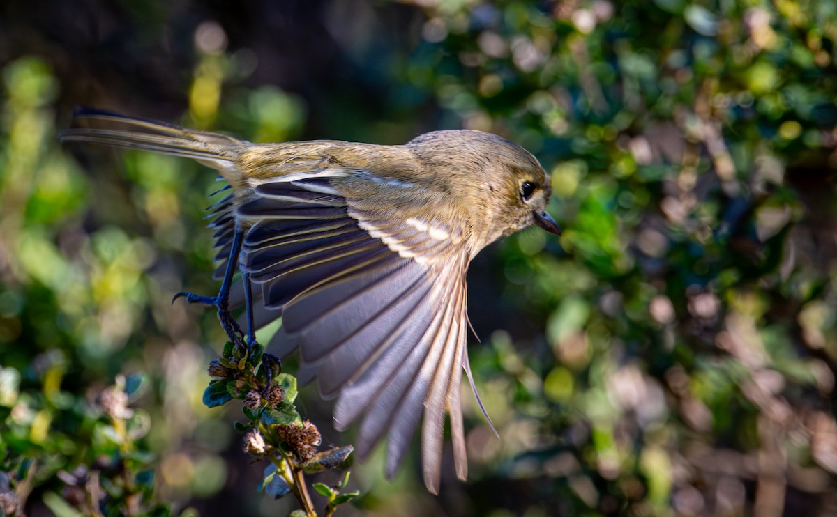 Короткоклювый виреон - ML646884709