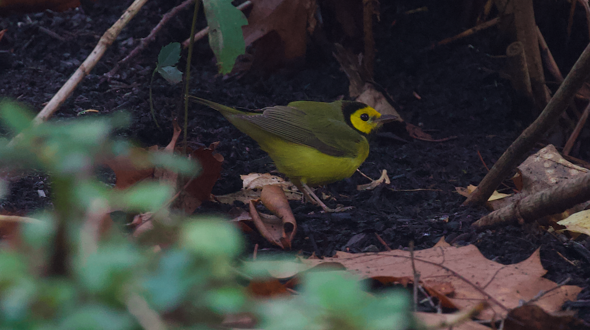 hetteparula - ML646884710