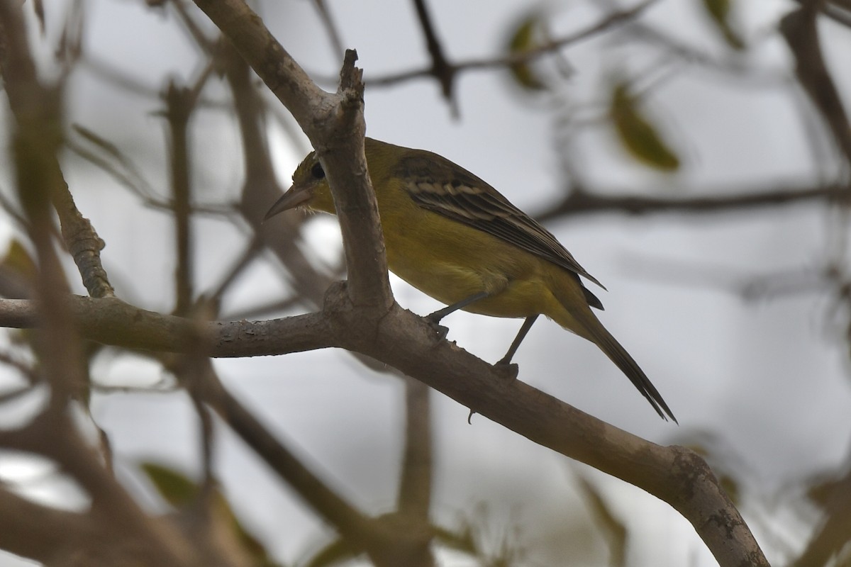 Orchard Oriole - ML646884711