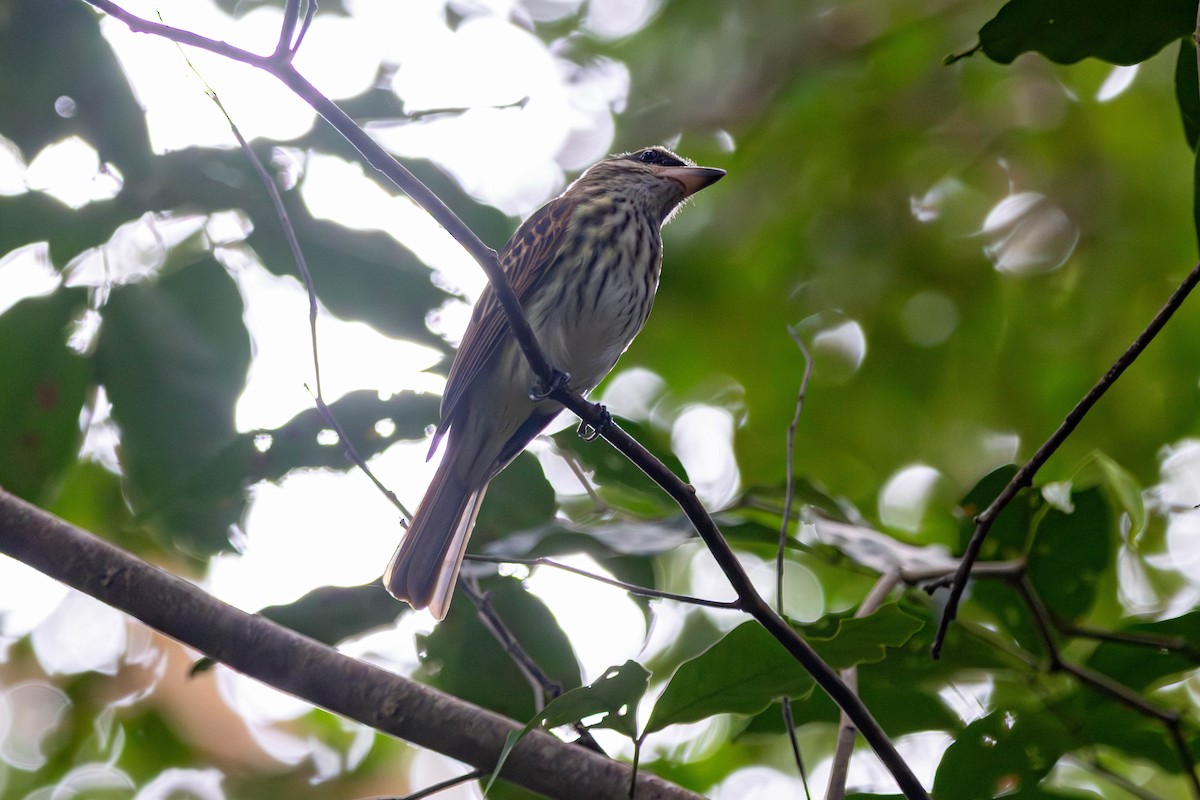 Пёстрый бентеви - ML646884714