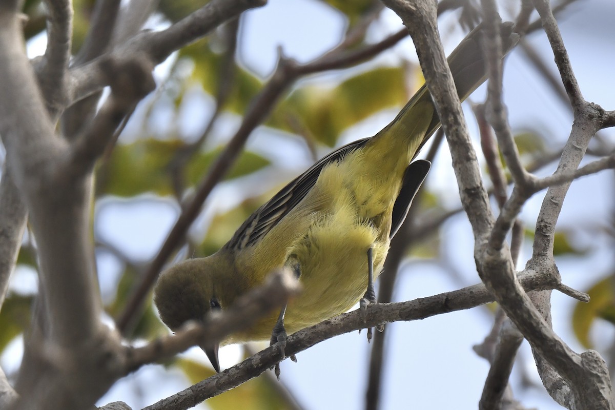Orchard Oriole - ML646884715