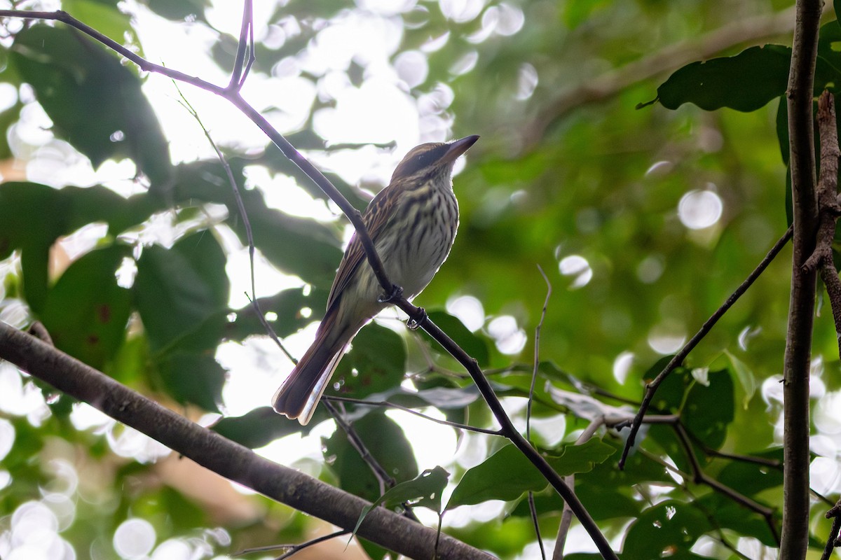 Пёстрый бентеви - ML646884718