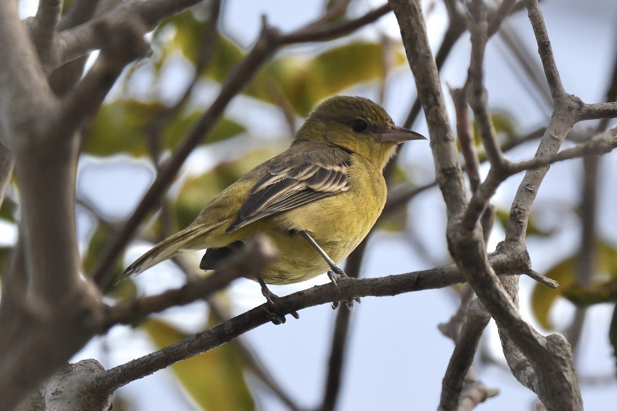 Orchard Oriole - ML646884720