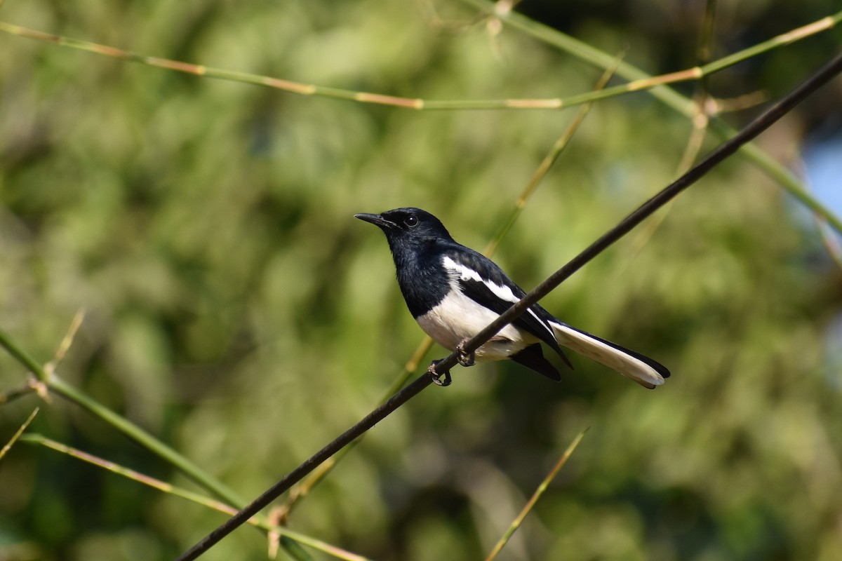 Oriental Magpie-Robin - ML646884722