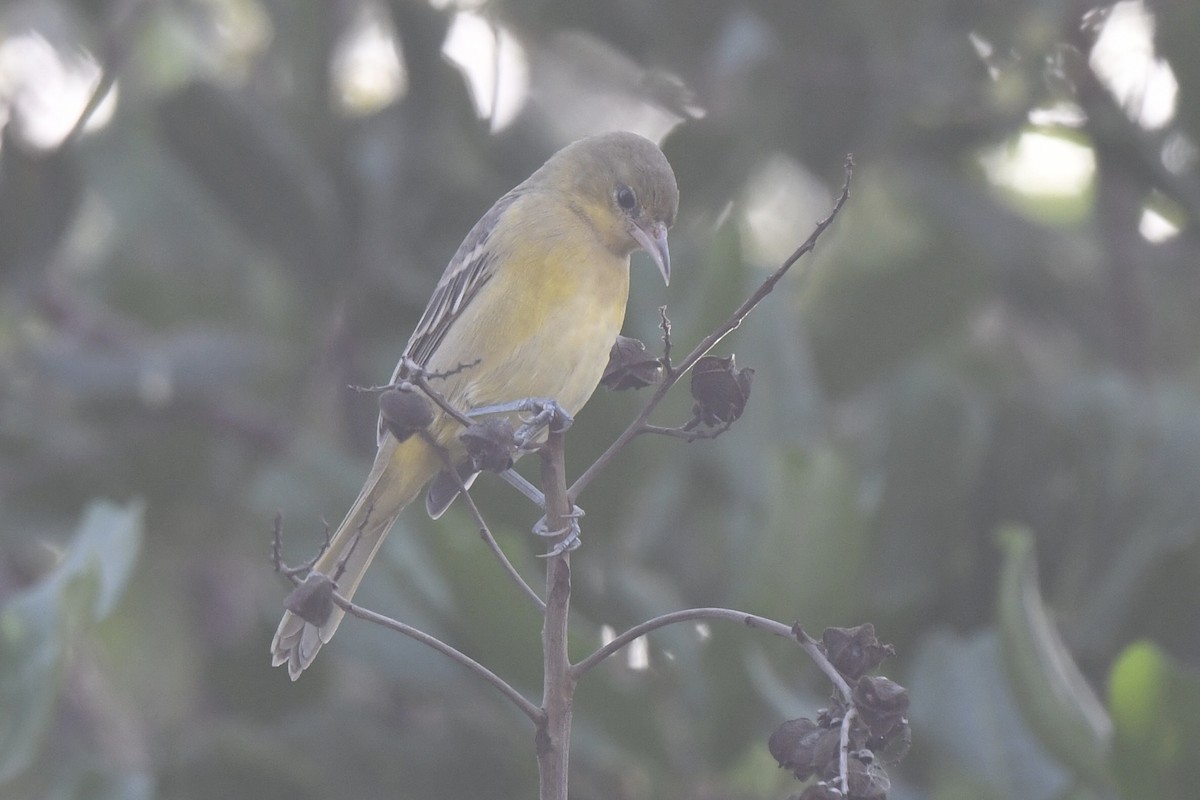 Orchard Oriole - ML646884726