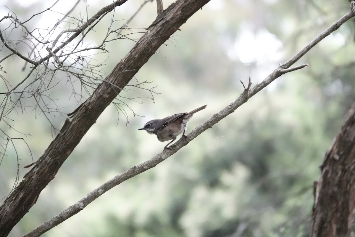 White-browed Scrubwren - ML646884727