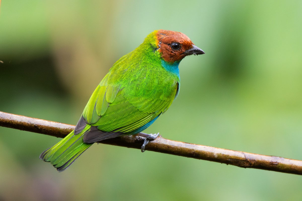 Bay-headed Tanager - ML646884736