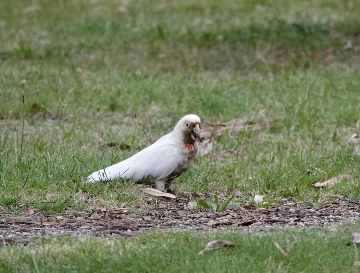 kakadu ostrozobý - ML646884737