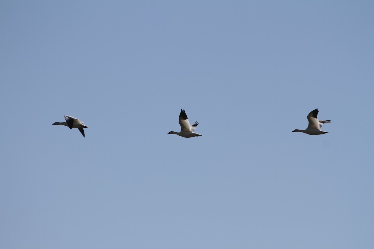 Snow Goose - ML646884742