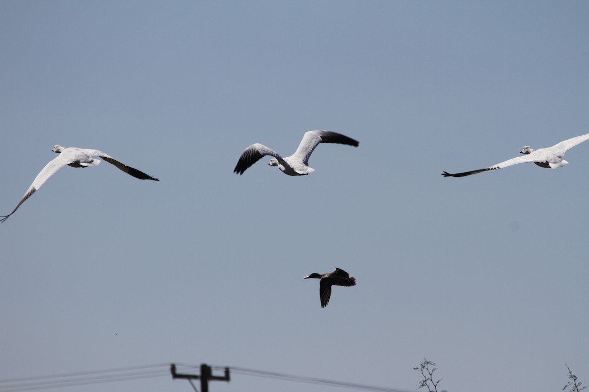 Snow Goose - ML646884743