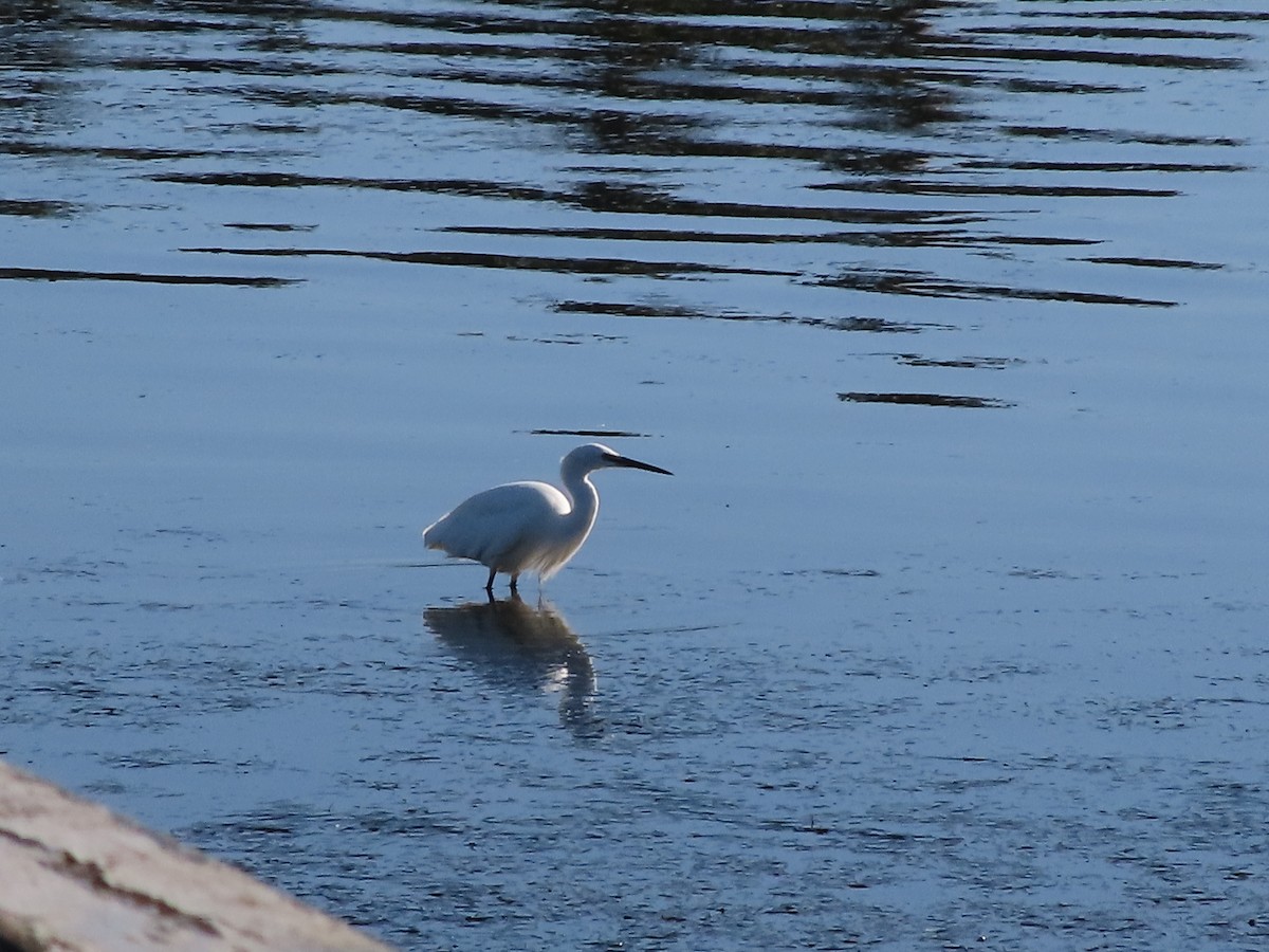 Little Egret - ML646884745