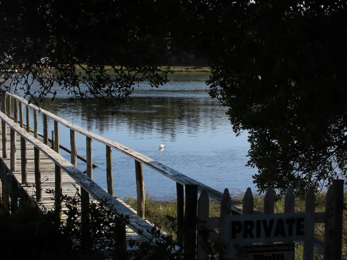 Little Egret - ML646884746