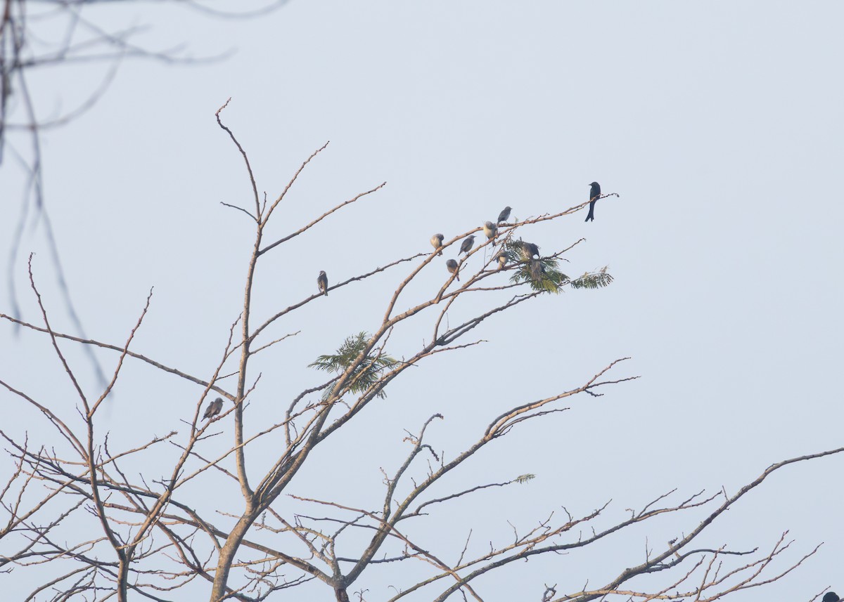 Chestnut-tailed Starling - ML646884747