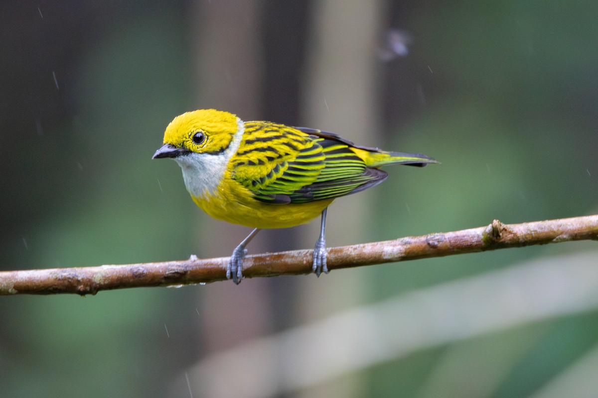 Silver-throated Tanager - ML646884748