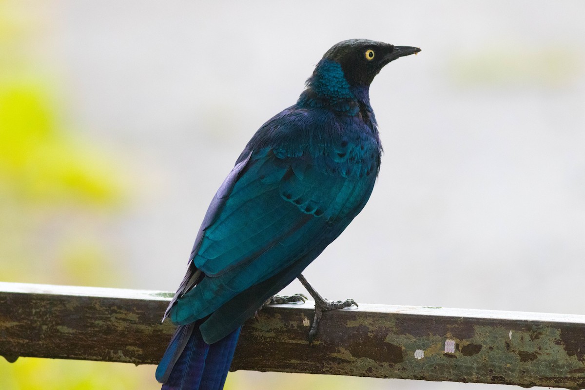 Long-tailed Glossy Starling - ML646884750