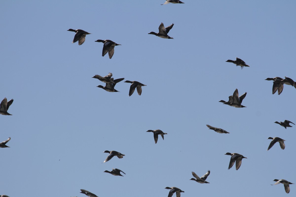 American Wigeon - ML646884755