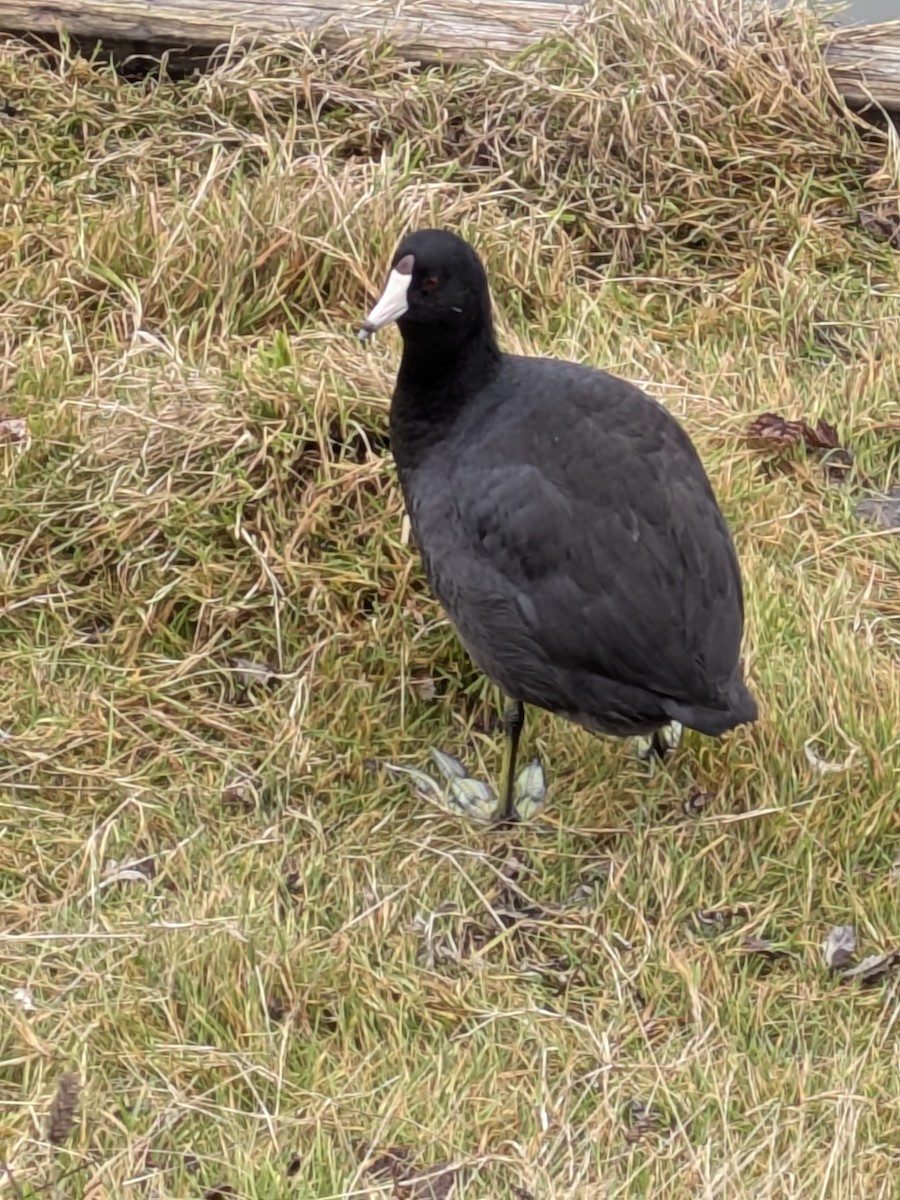 Лиска американська - ML646884756