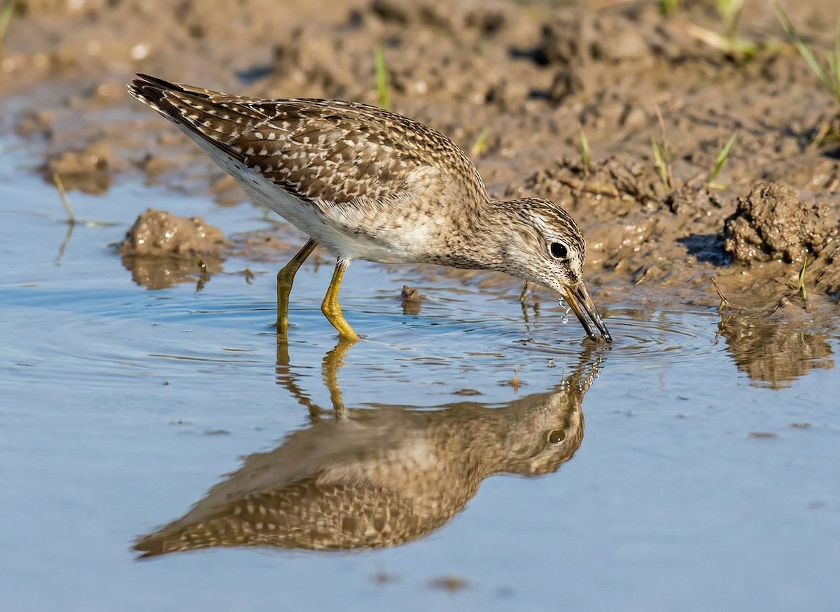 vodouš bahenní - ML646884762