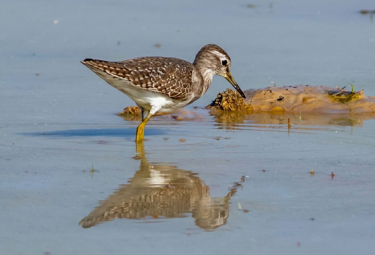 vodouš bahenní - ML646884763