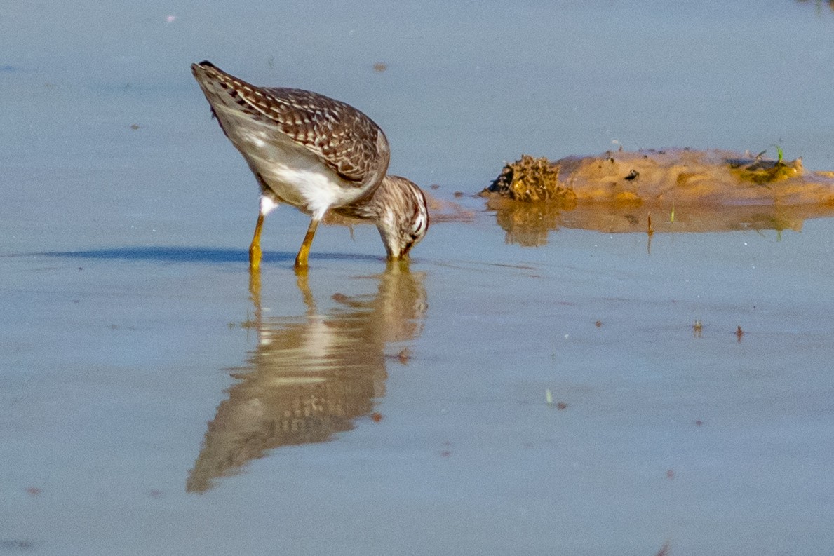 vodouš bahenní - ML646884764