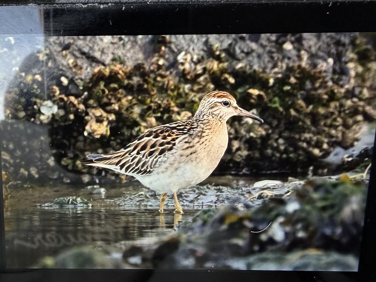 Spitzschwanz-Strandläufer - ML646884765