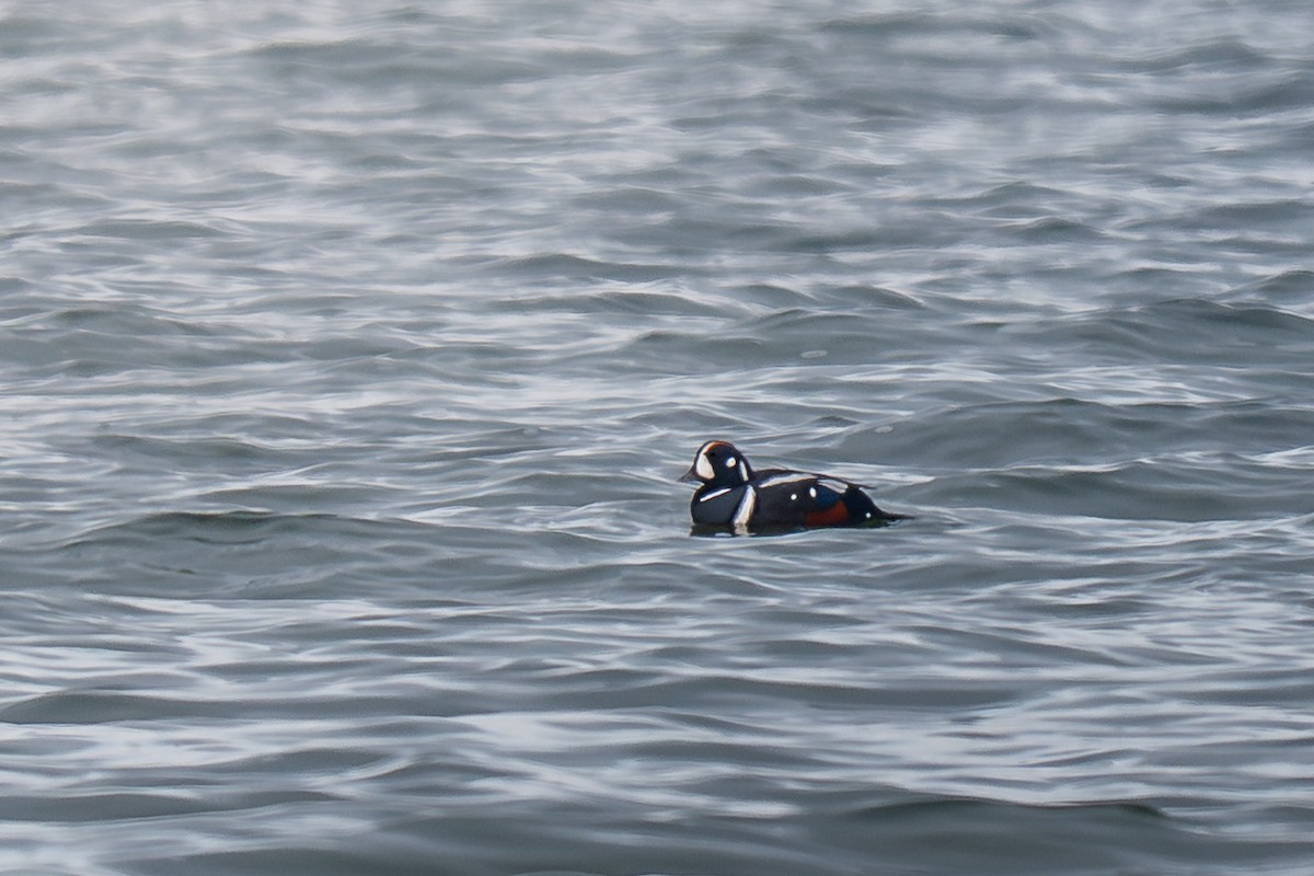 Pato Arlequín - ML646884766