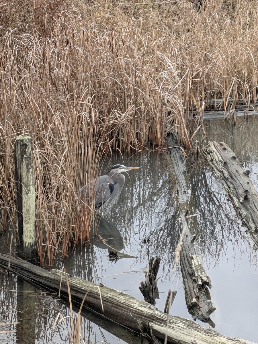 Great Blue Heron - ML646884767
