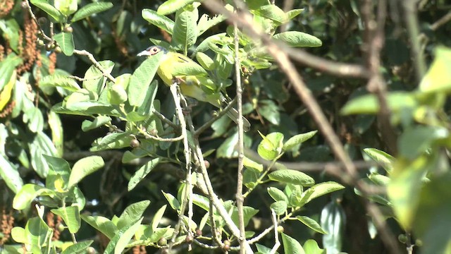 Зелёная инжирница - ML646884768