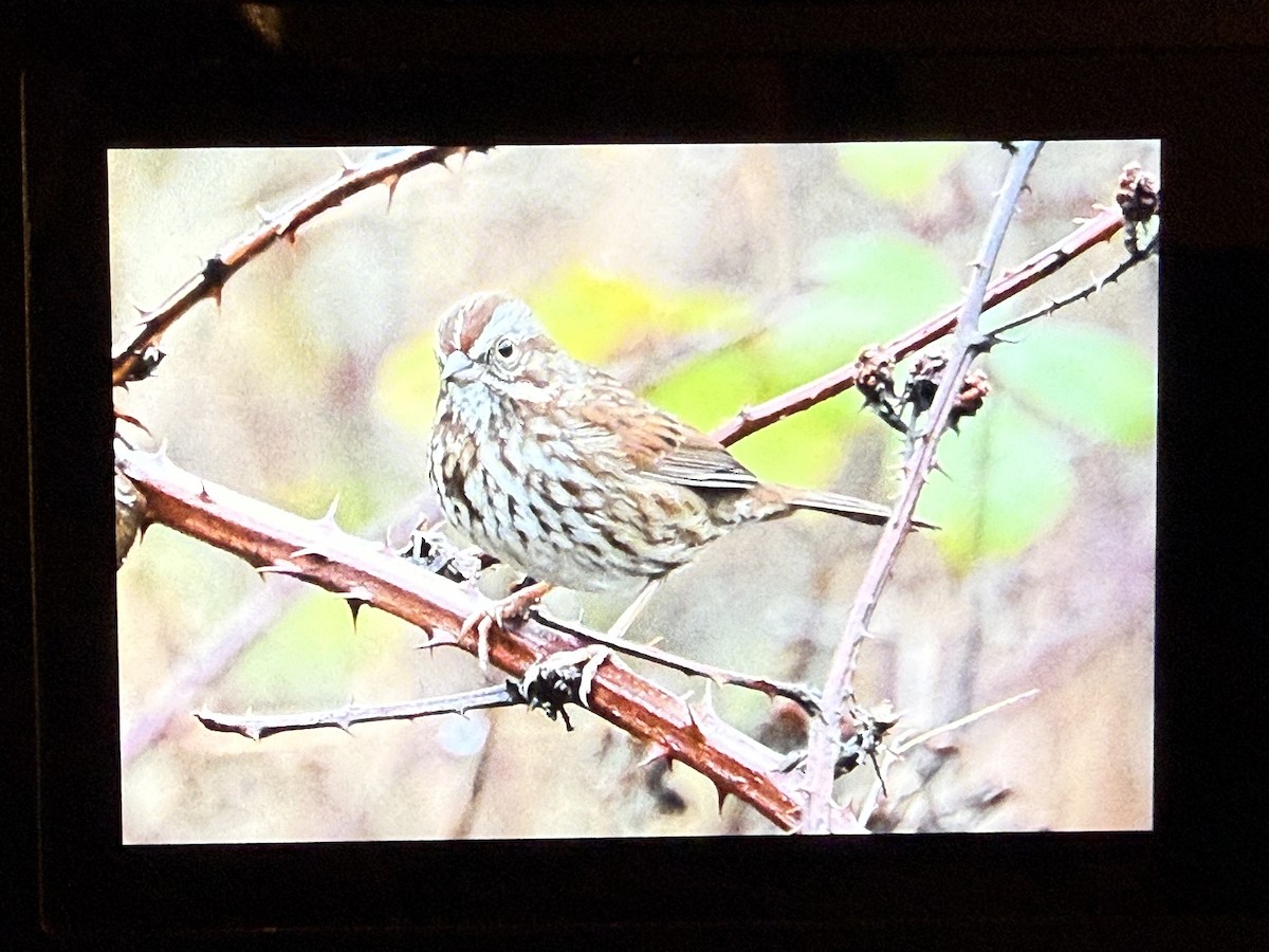 Singammer (montana/merrilli) - ML646884769