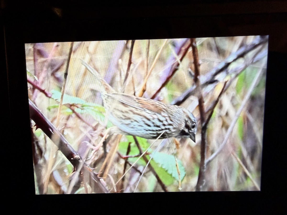 Singammer (montana/merrilli) - ML646884770