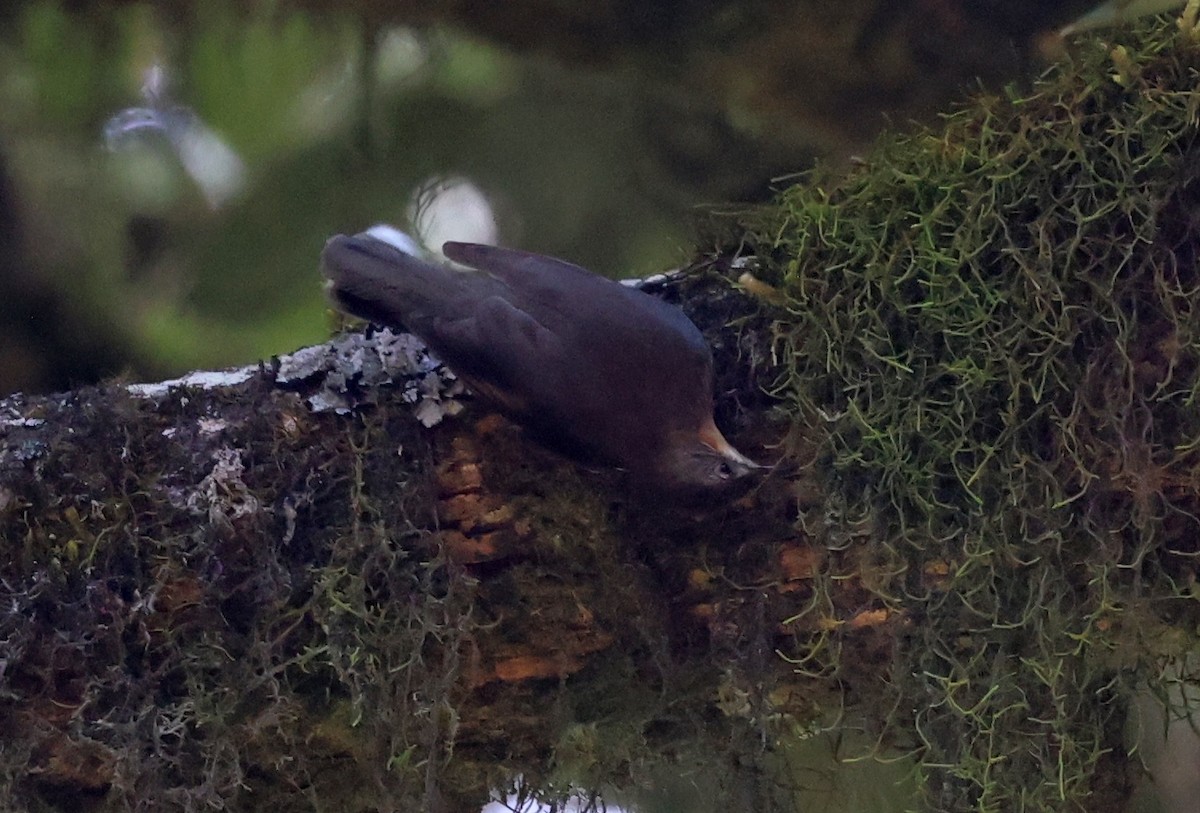 Королаз плямистобокий - ML646884777