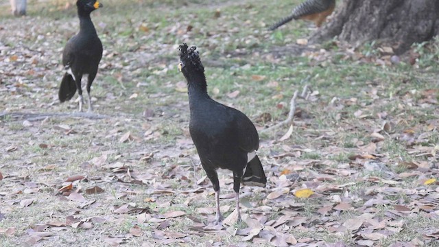 Гололицый кракс - ML646884778