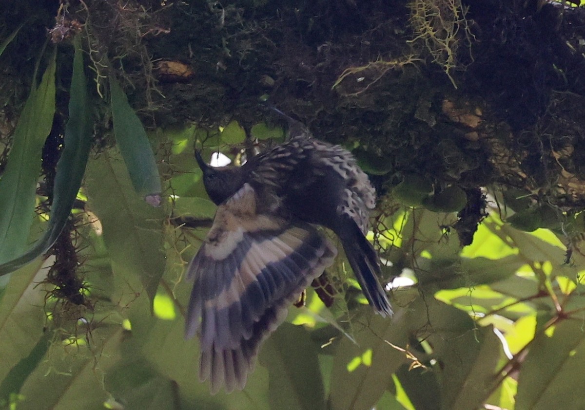 Королаз плямистобокий - ML646884779