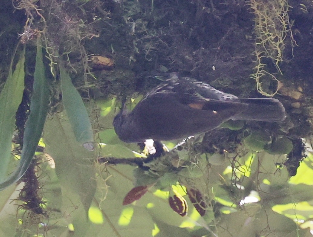 Королаз плямистобокий - ML646884784