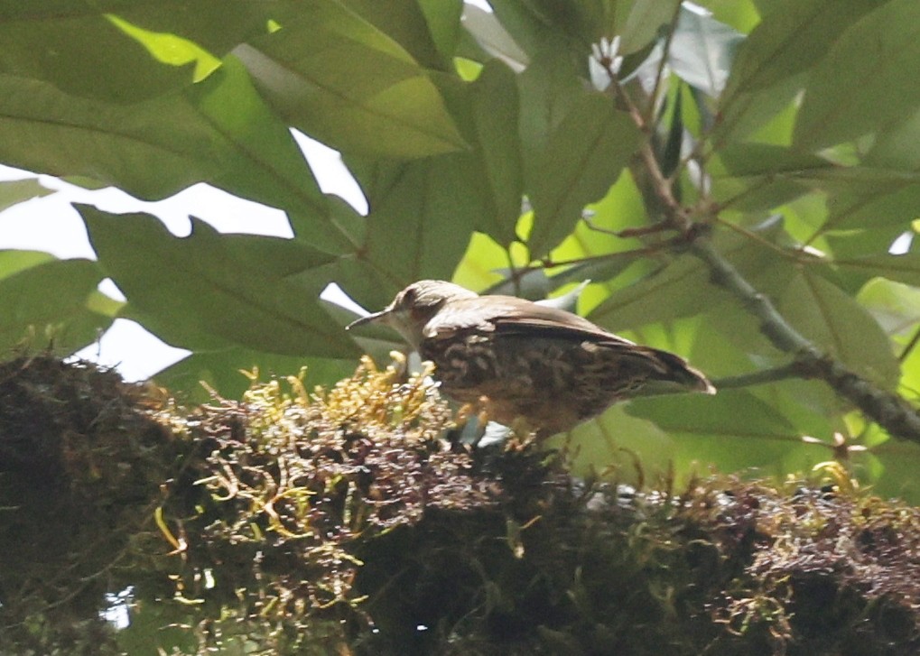 Королаз плямистобокий - ML646884785