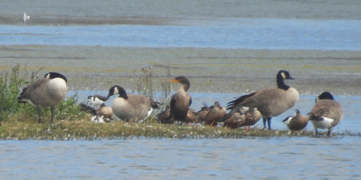 Canada Goose - ML646884788