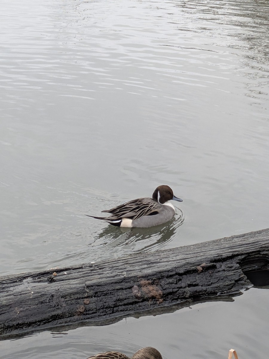 Шилохвіст північний - ML646884794