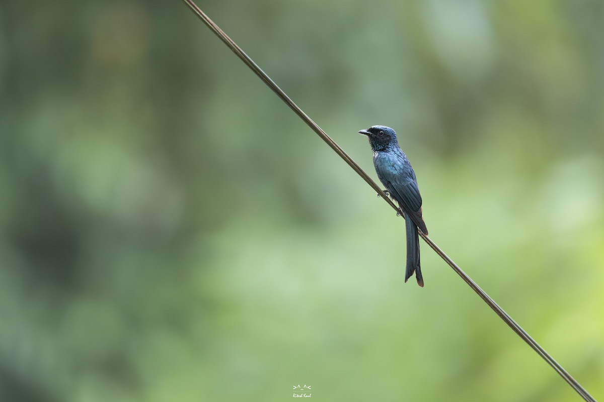 drongo indomalajský - ML646884797