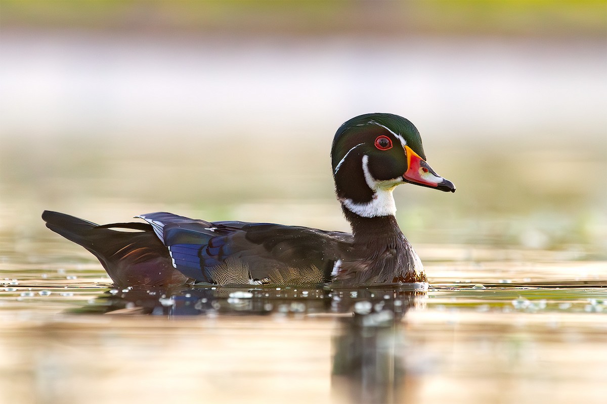 Canard branchu - ML646884798