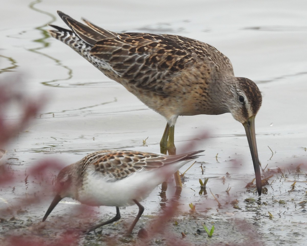 slukovec dlouhozobý - ML646884801