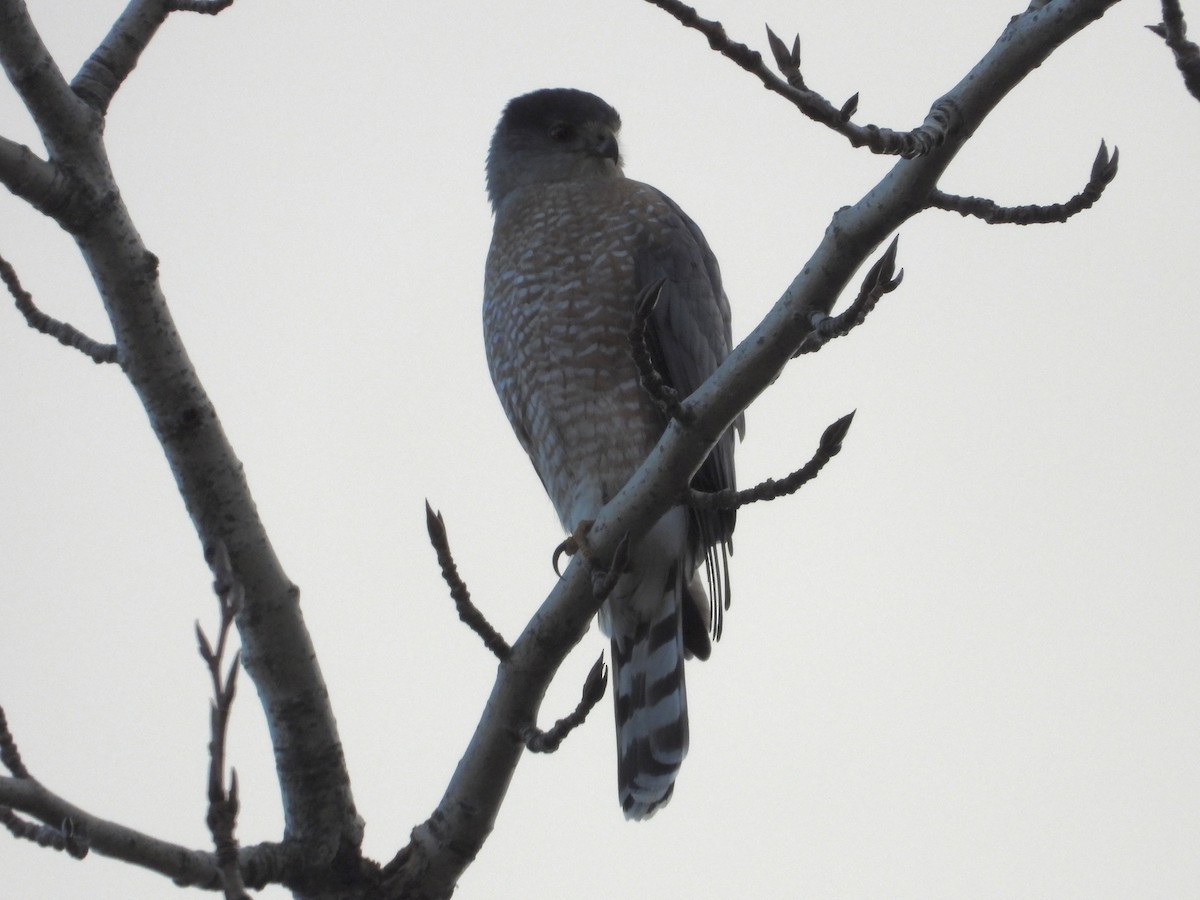 Cooper's Hawk - ML646884802