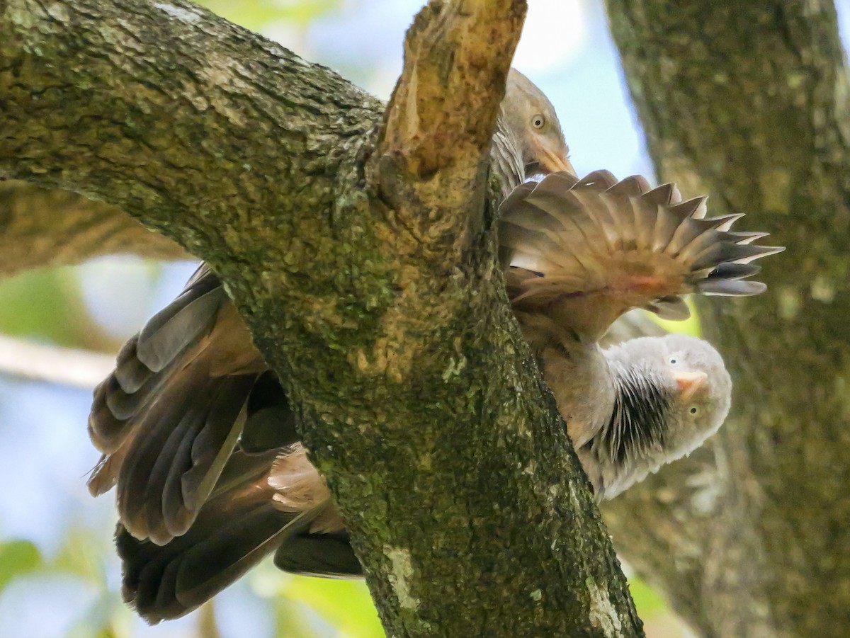 Yellow-billed Babbler - ML646884804